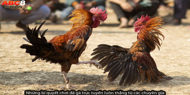Những bí quyết chơi đá gà trực tuyến luôn thắng từ các chuyên gia Những bí quyết chơi đá gà trực tuyến luôn thắng từ các chuyên gia
