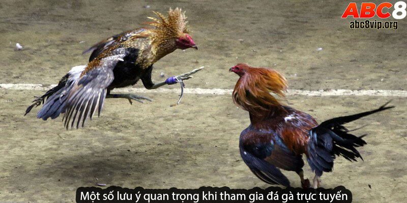 Một số lưu ý quan trọng khi tham gia đá gà trực tuyến Một số lưu ý quan trọng khi tham gia đá gà trực tuyến