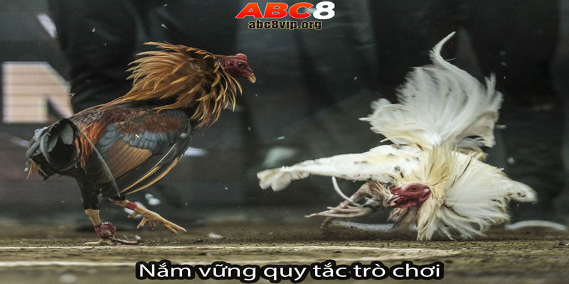 Nắm vững quy tắc trò chơi là kinh nghiệm then chốt ở đá gà trực tuyến Nắm vững quy tắc trò chơi là kinh nghiệm then chốt ở đá gà trực tuyến